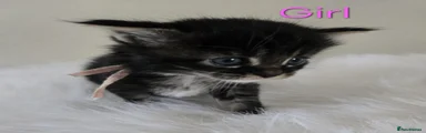 Maine Coon Kitten 6
