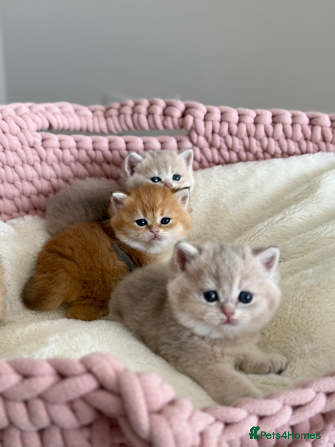 British Shorthair cats for sale: Golden Blue British Shorthair kittens  - Advert 5