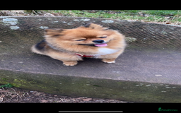 Pomeranian dogs for stud: Beautiful Pom for stud  - Advert 10