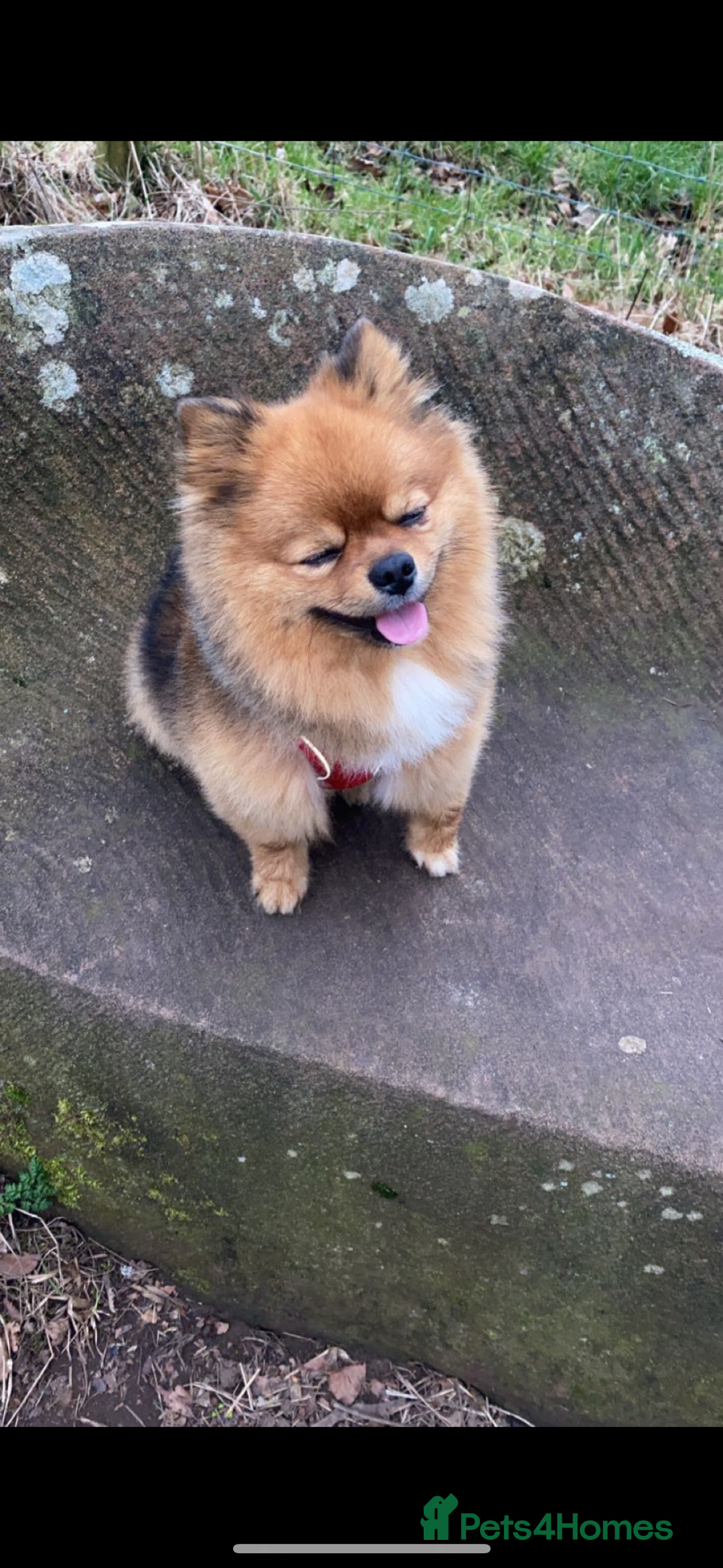 Pomeranian dogs for stud: Beautiful Pom for stud  - Advert 10