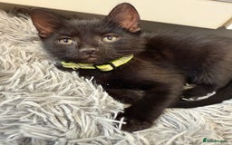 Mixed Breed cats for sale: Last Three Kittens for Sale 2 Girls and 1 Boy - Image 3