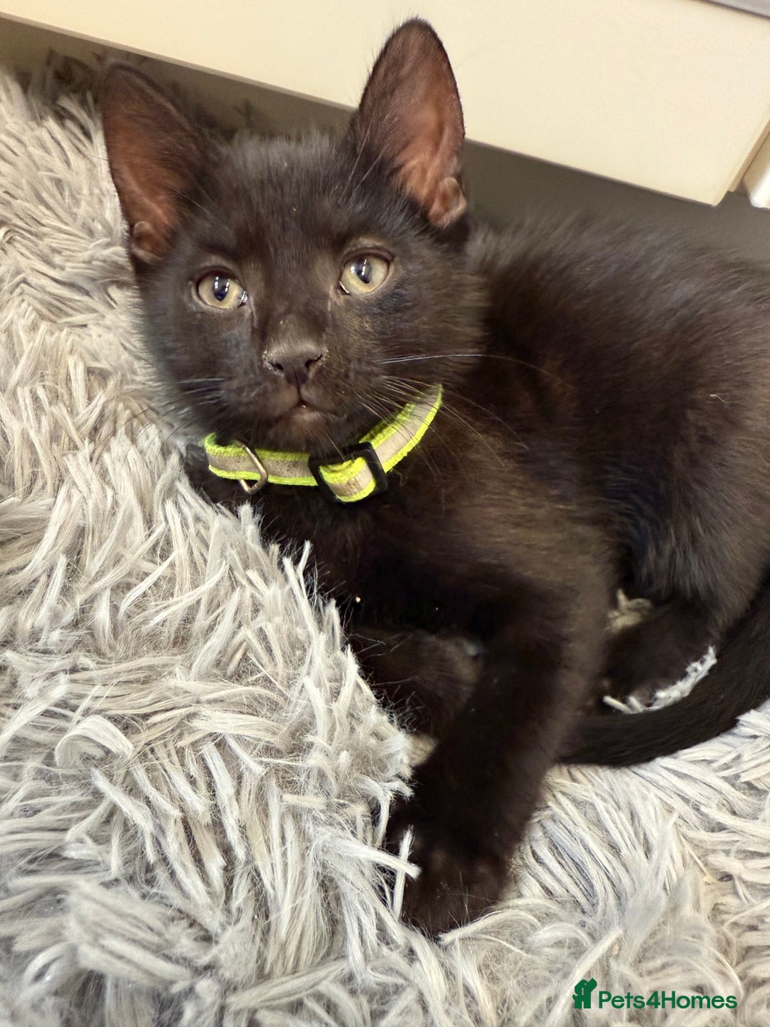 Mixed Breed cats for sale: Last Three Kittens for Sale 2 Girls and 1 Boy - Image 3