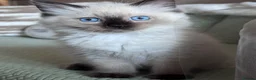 Ragdoll cats for sale: Ragkins Registered pedigree Ragdoll kittens  in Derby - Advert 7