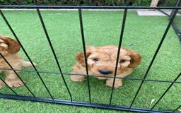 Cockapoo dogs for sale: F1 Health tested Cockapoo Pups - Image 4