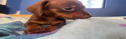 Dachshund dogs for sale: Beautiful dachshund/sausage dog pups for sale  - Advert 3