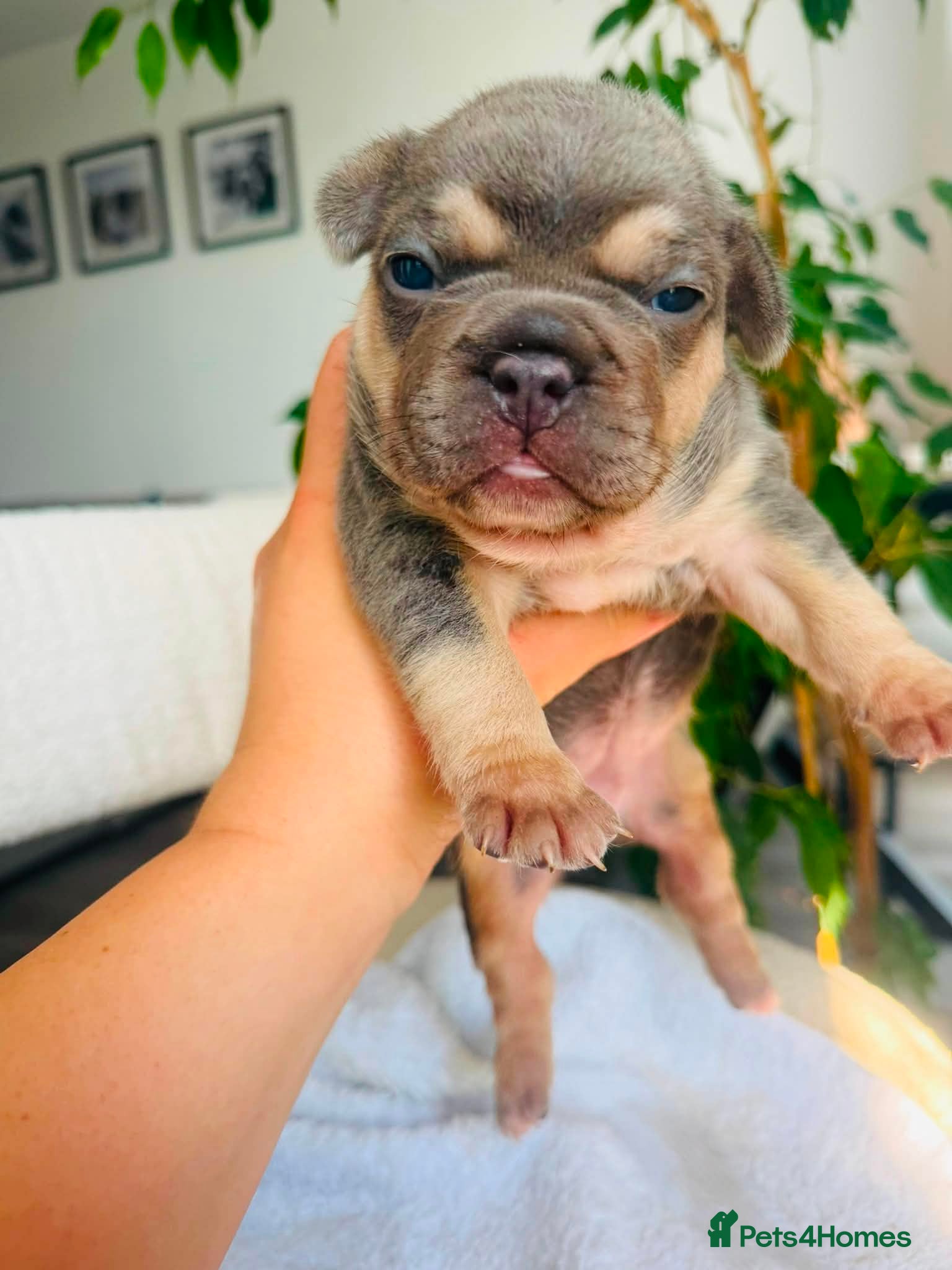 French Bulldog dogs Beautiful Pedigree French Bulldog girls🥰 - Advert 1
