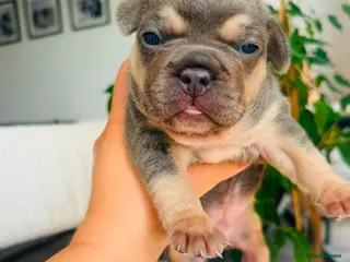 French Bulldog dogs Beautiful Pedigree French Bulldog girls🥰 - Advert 1
