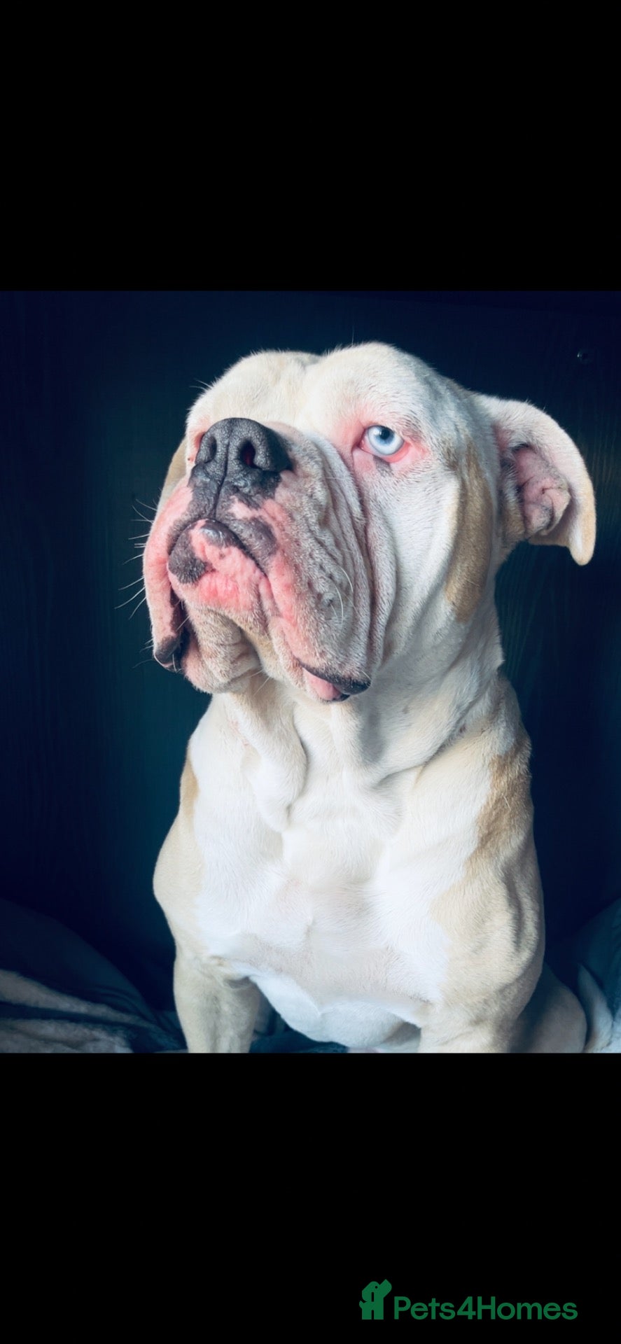 Alapaha Blue Blood Bulldog dogs bronson - Advert 1