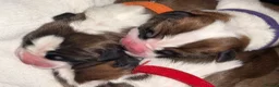 Saint Bernard dogs for sale: Saint Bernard puppies  in Cleethorpes - Advert 27