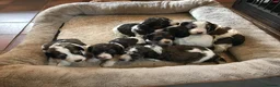 Mixed Breed dogs for sale: Rare Parti Colour CockalierPoos 5* breeder of 25yr - Advert 22