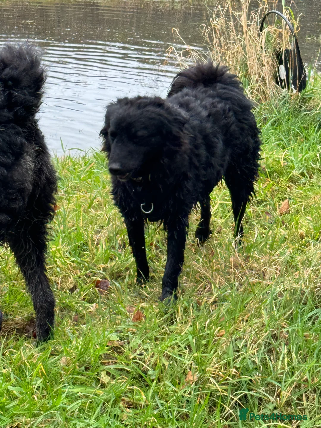 Mixed Breed dogs for adoption: Sweet Diana looking for a home in Salisbury - Advert 6