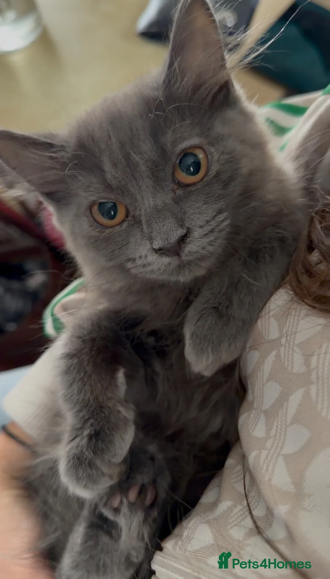 Mixed Breed cats for sale: 3 Female Cats - Advert 3