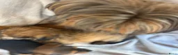 Chorkie dogs for sale: 3 beautiful Chorkie puppys - Advert 2