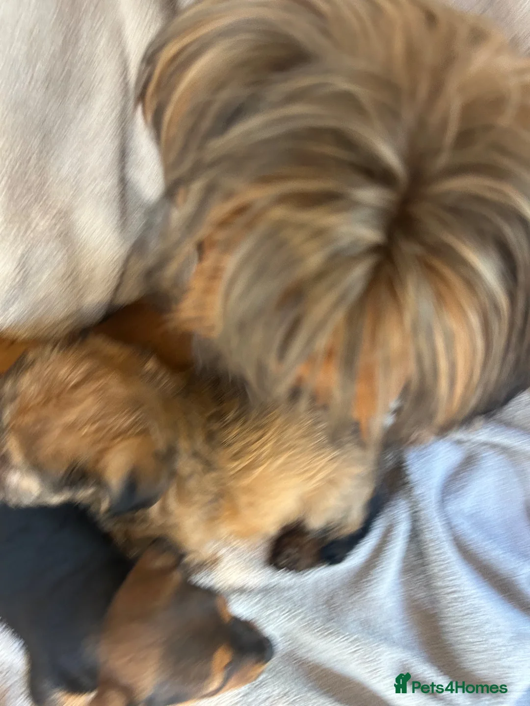 Chorkie dogs for sale: 3 beautiful Chorkie puppys - Advert 2