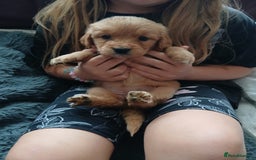 Golden Retriever dogs for sale: 🐾 Golden Retriever Puppies – Ready Soon! 🐾 - Image 23