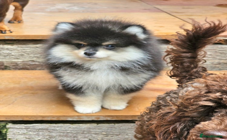 Pomsky dogs - Advert 2
