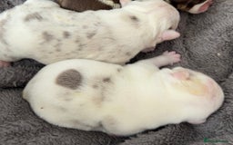 English Bulldog dogs for sale: QC puppies  - Image 12