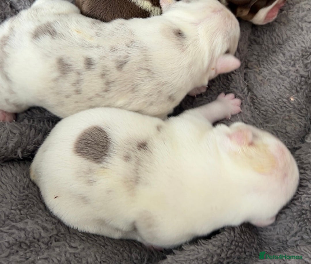 English Bulldog dogs for sale: QC puppies  - Image 12