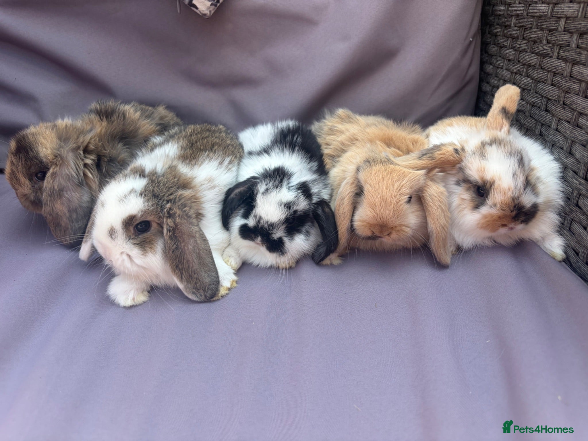 Mini Lop rabbits Beautiful fluffy mini lops  - Advert 17