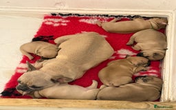 French Bulldog dogs for sale: Fawn French Bulldogs - Image 5