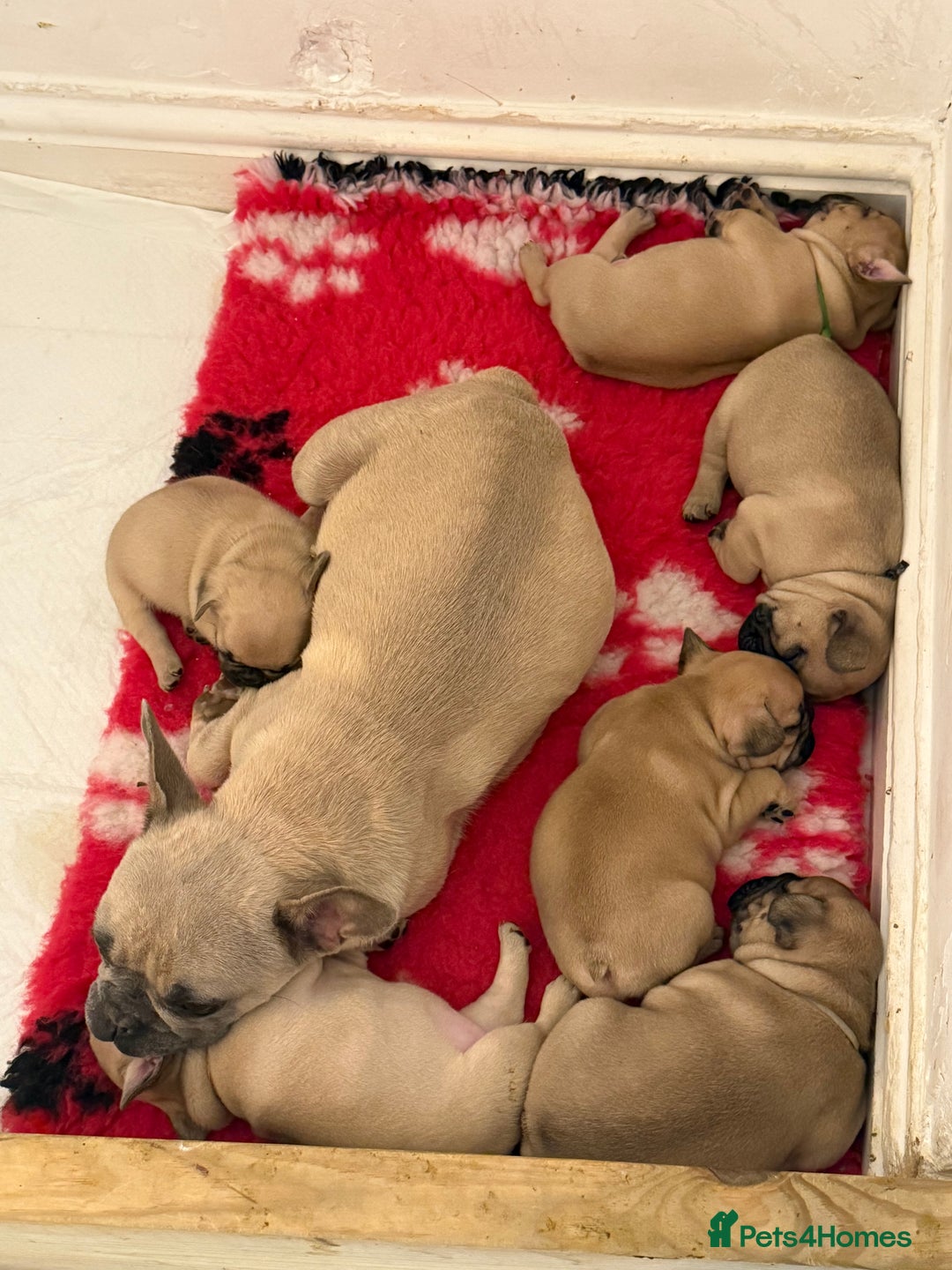 French Bulldog dogs for sale: Fawn French Bulldogs - Image 5
