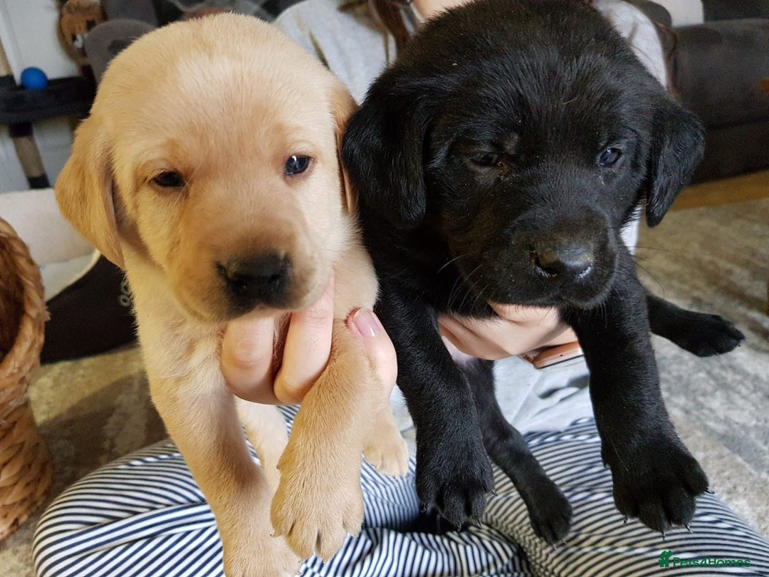 Labrador Retriever dogs for sale: LABRADOR PUPPIES  - NOT KC REGISTERED - Image 1