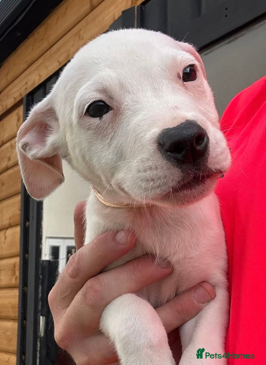 Mixed Breed dogs for sale: Pinky is a gorgeous Ambull x girl  - Image 7