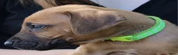 Rhodesian Ridgeback dogs for sale: !!KC CHAMPION AFRICAN RHODESIAN RIDGEBACK!! in Doncaster - Advert 12