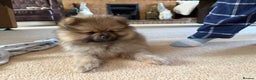 Pomeranian dogs for sale: 10 Week Purebred Pomeranian Champion EU Bloodline  - Advert 10