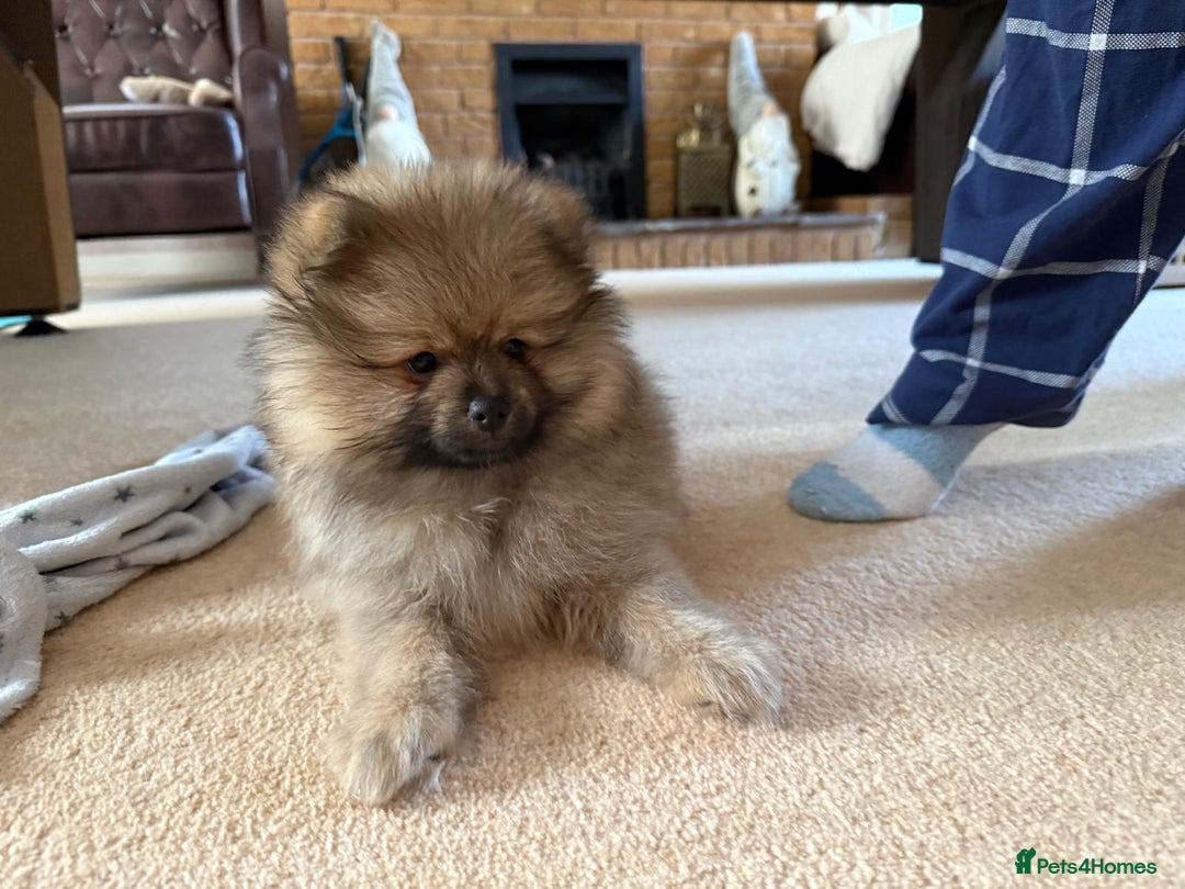 Pomeranian dogs for sale: 10 Week Purebred Pomeranian Champion EU Bloodline  - Advert 10