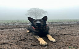 German Shepherd dogs for stud: Gorgeous German Shepherd For Stud in Kidderminster - Image 4