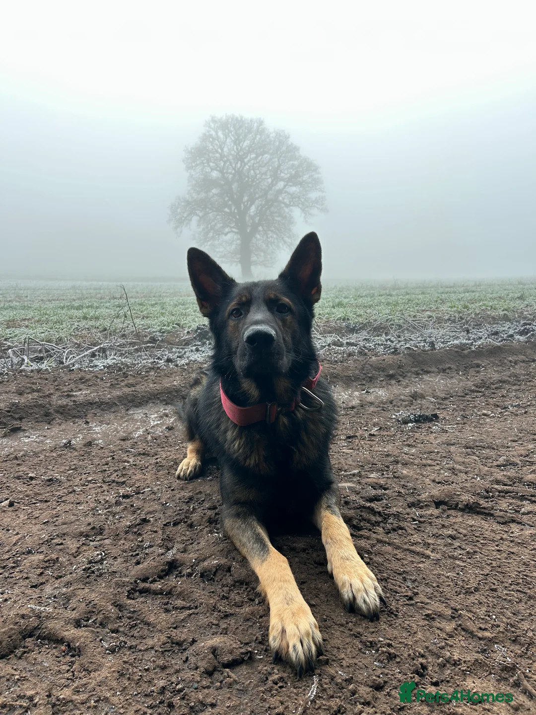 German Shepherd dogs for stud: Gorgeous German Shepherd For Stud in Kidderminster - Advert 4