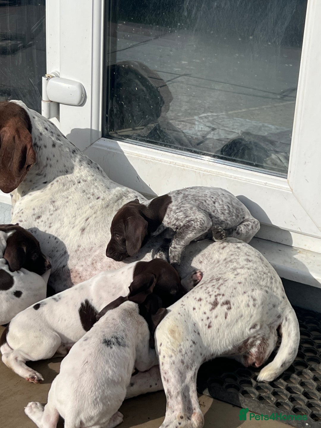 German Shorthaired Pointer dogs for sale: Working GSP puppy’s  - Image 16