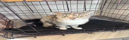 Mixed Breed cats for sale: 2 kittens for sale  - Advert 1