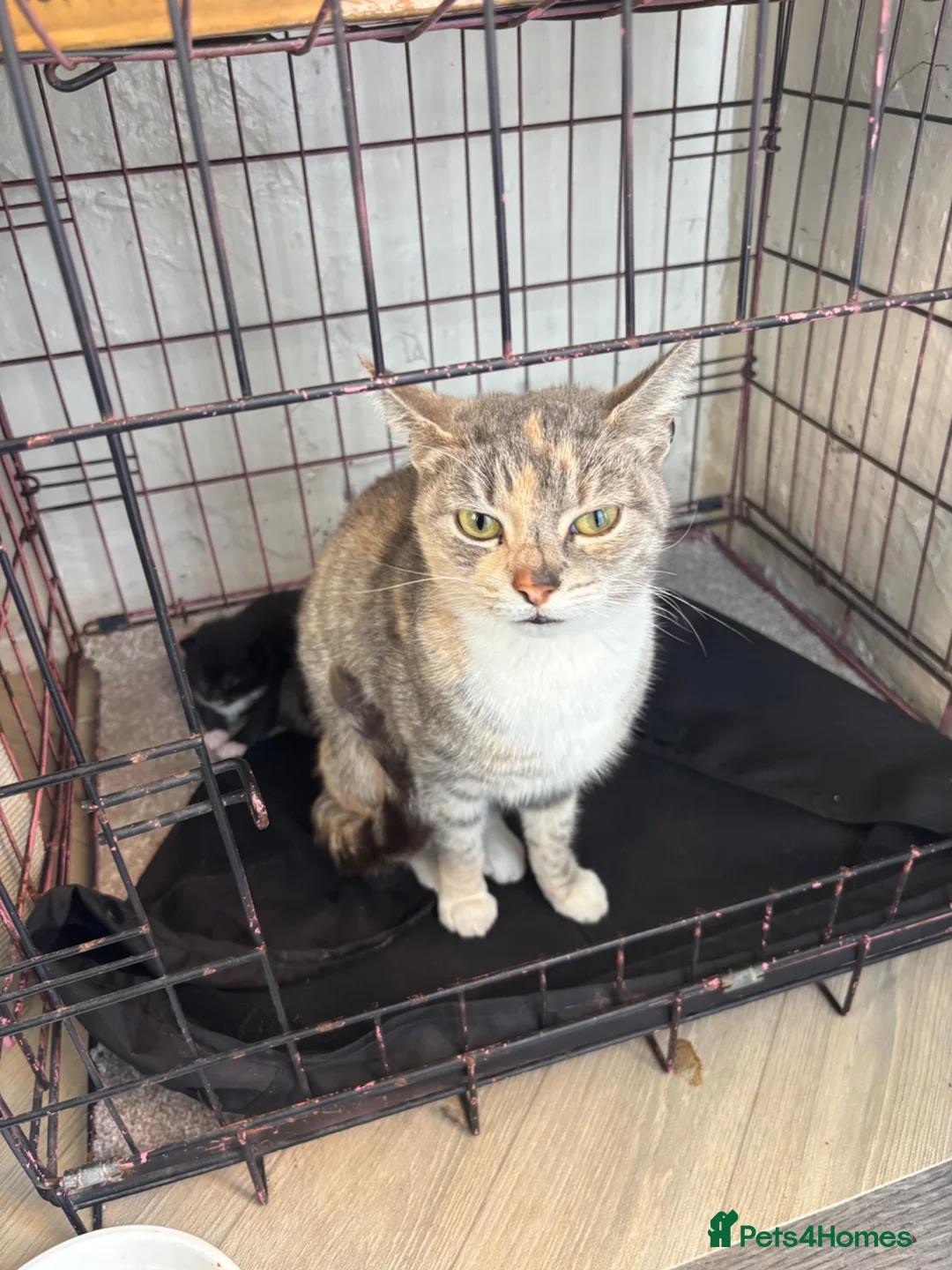 Mixed Breed cats for sale: 2 kittens for sale  - Advert 1