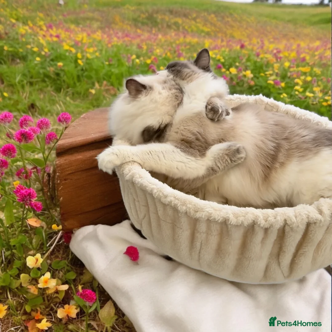 Ragdoll cats for stud: Blue point Ragdoll male for stud duty  in Purley - Advert 4