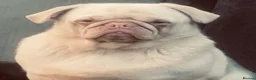 Pug dogs for sale: 🐾 Three Pure Bred Pug Puppies🐾 - Advert 7