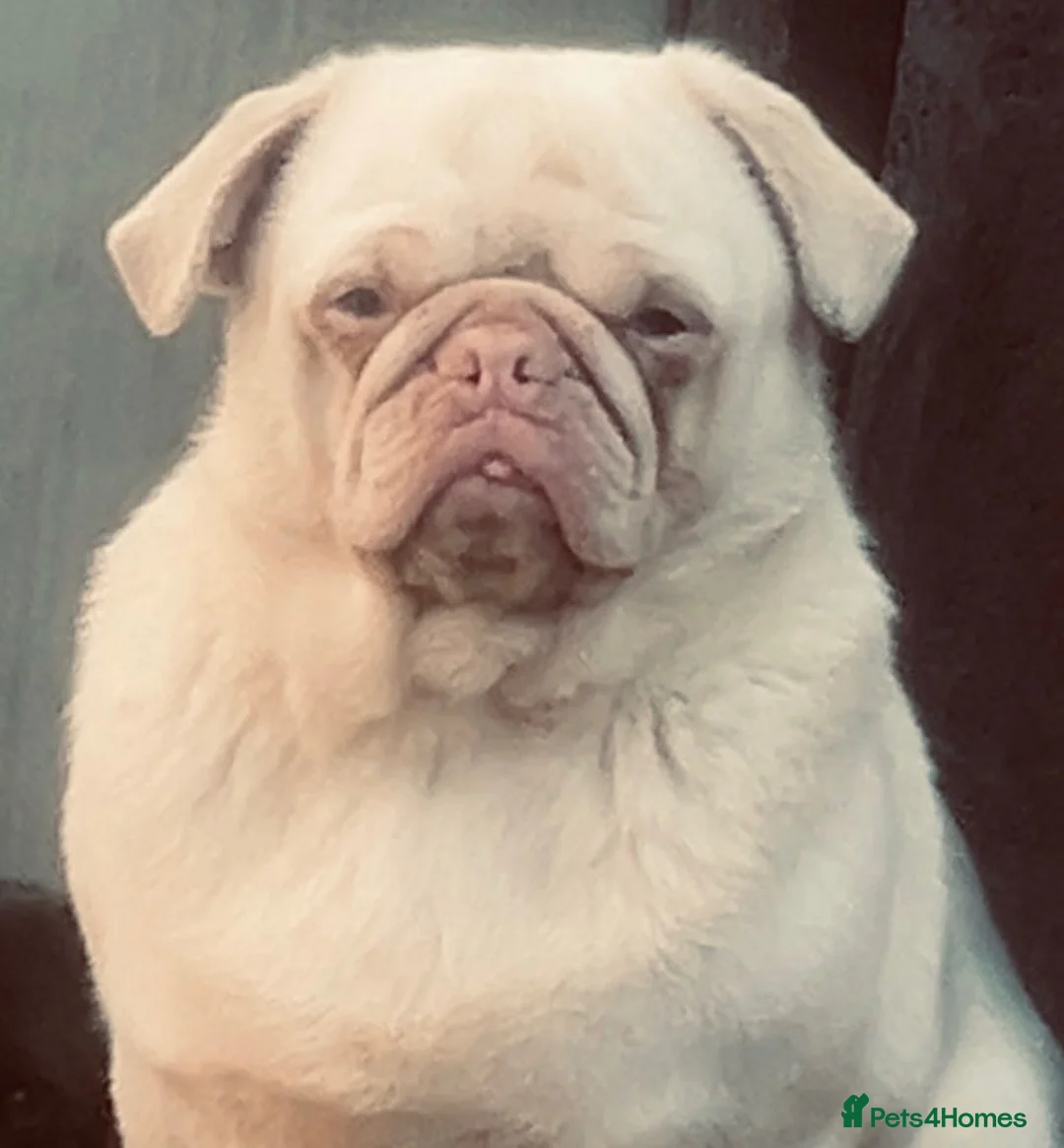 Pug dogs for sale: 🐾 Three Pure Bred Pug Puppies🐾 - Advert 7