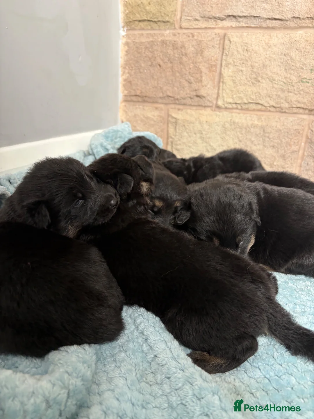 German Shepherd dogs for sale: Purebred big boned pedigree puppies - Advert 1
