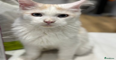 Maine Coon cats Maine Coon boy Blue Eyes very energetic Olivier - Advert 7