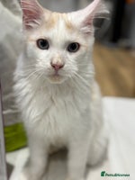 Maine Coon cats Maine Coon boy Blue Eyes very energetic Olivier - Advert 5