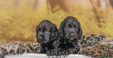 Cocker Spaniel dogs - Advert 8
