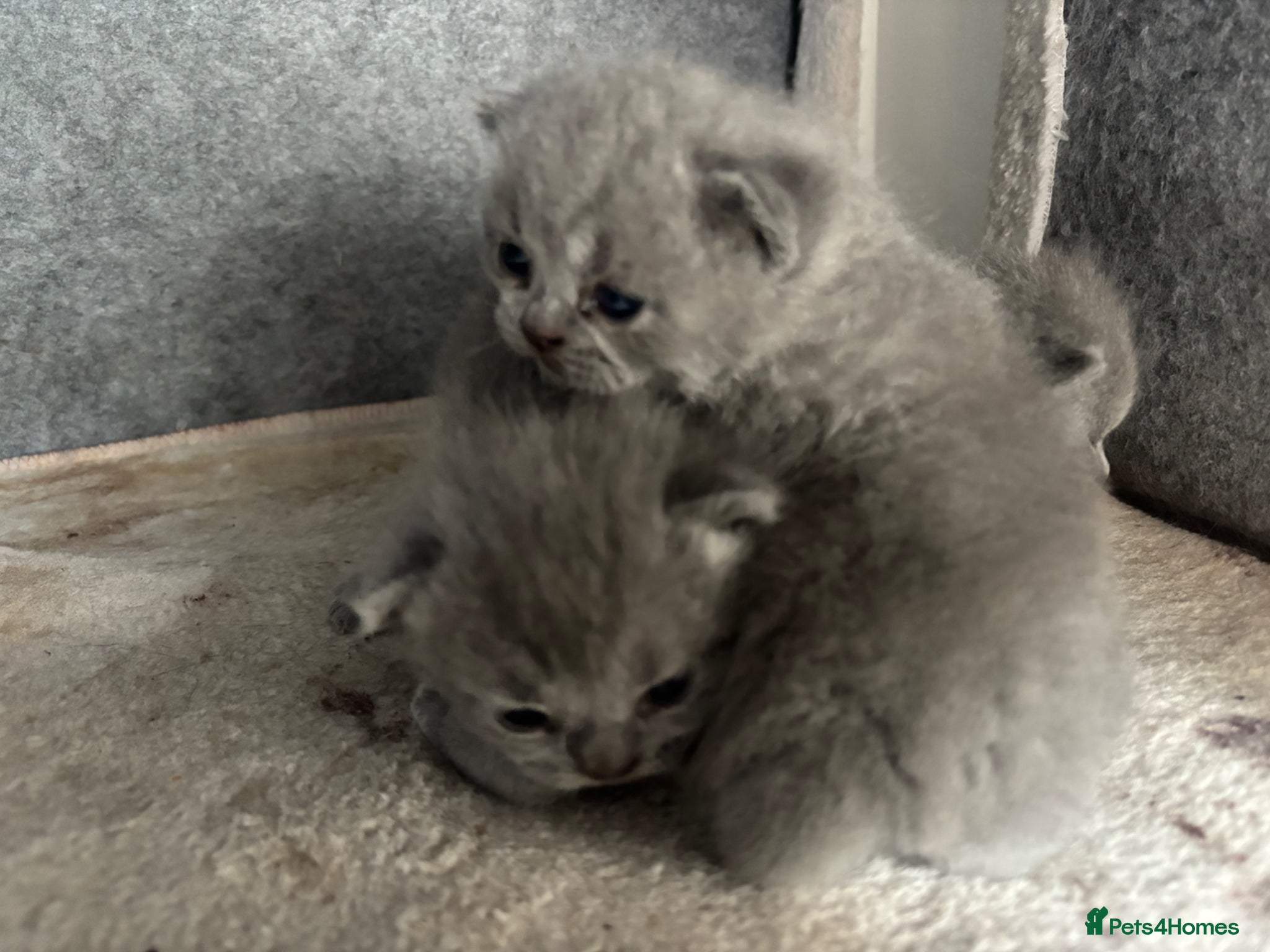 British Shorthair cats for sale: 1 beautiful British Blue - Advert 9