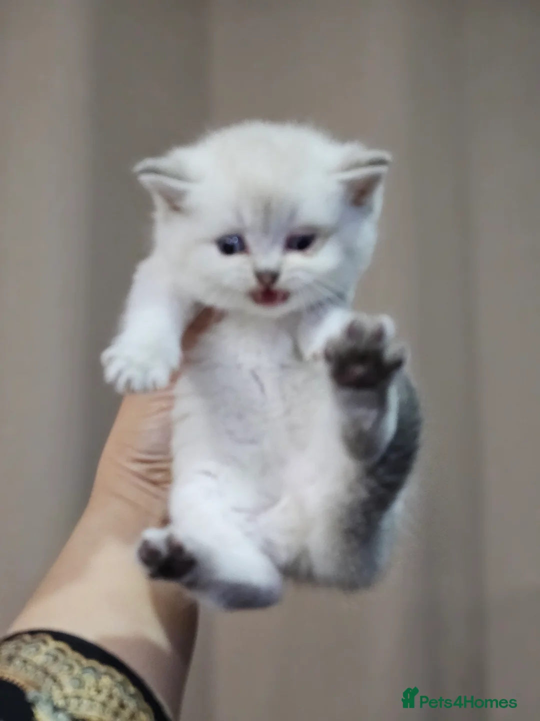 British Shorthair cats for sale: British short hair kittens  - Advert 11