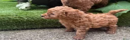 Mixed Breed dogs for sale: Cavapoochon puppies. 5* Council Reg’d - Advert 14