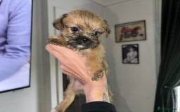 Zuchon dogs for sale: Bichon x Westie x Shih zu  - Advert 7