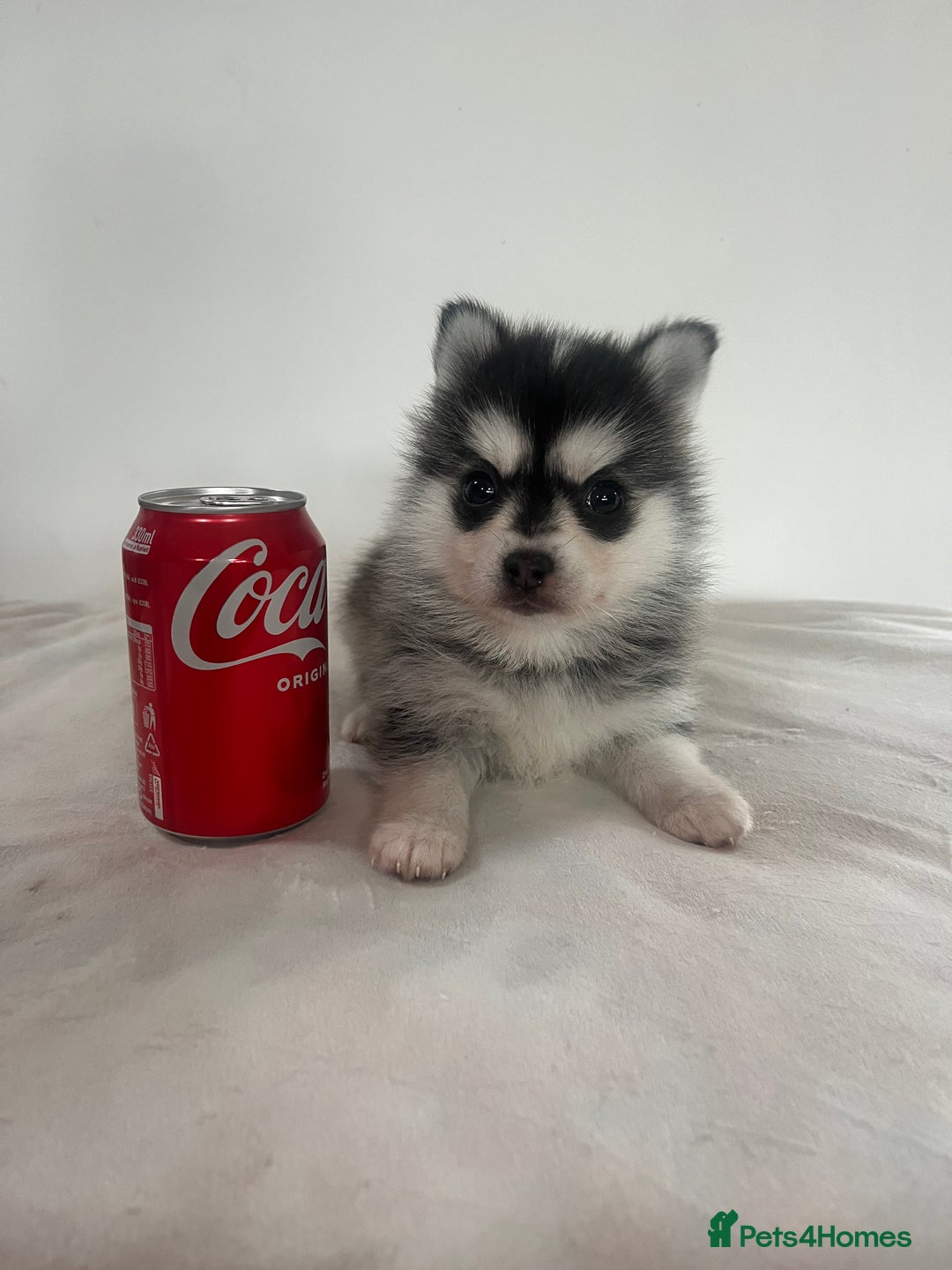 Pomsky dogs for sale: Honey I shrunk the Husky 😂 Genuine Toy size pomsk - Image 5
