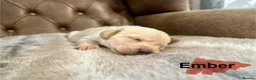 Labrador Retriever dogs for sale: FTCH CHAMPION🏆 KC HEALTH TESTED STAR STUDED PED⭐️ in Lewes - Advert 4