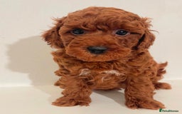 Miniature Poodle dogs for sale: Healthy miniature Poodles!!!! - Image 3
