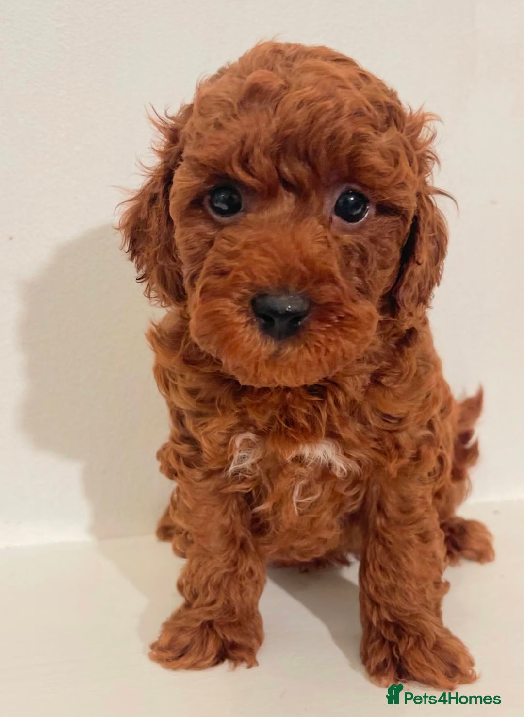 Miniature Poodle dogs for sale: Healthy miniature Poodles!!!! - Image 3